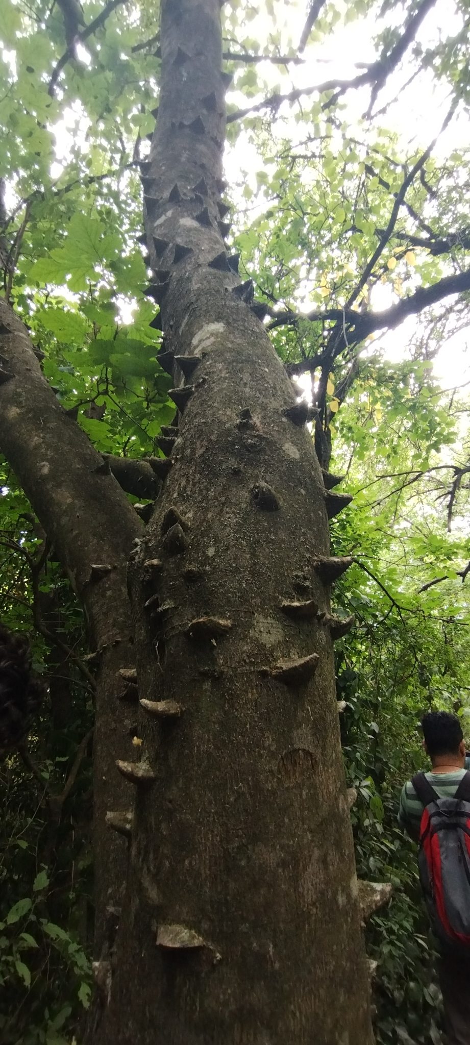 Foto de Mamica-de-porca