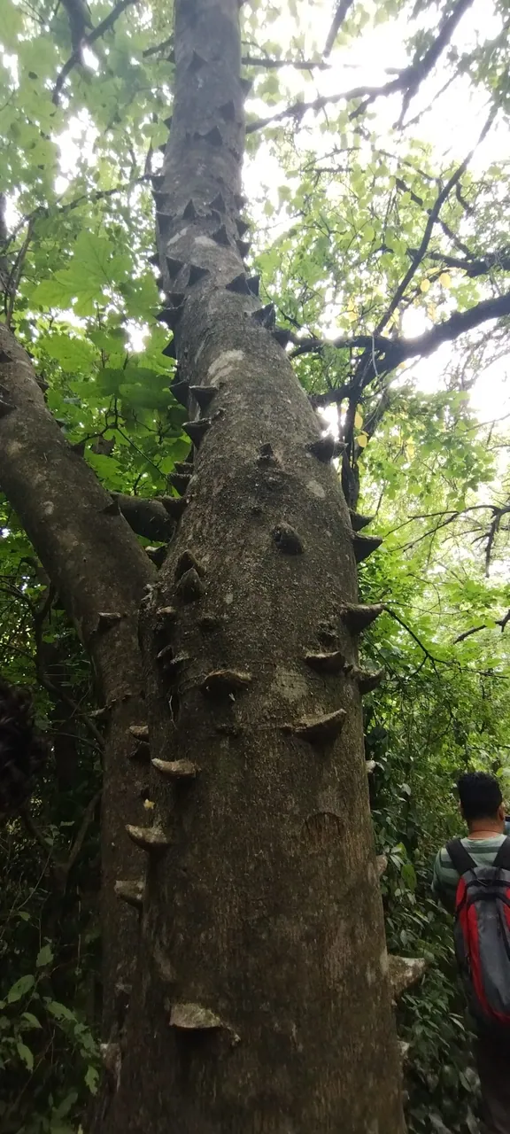 Foto de Mamica-de-porca