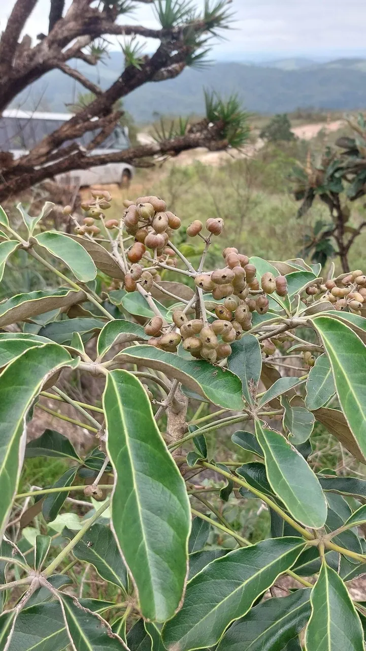 Foto de Mandiocão-do-cerrado