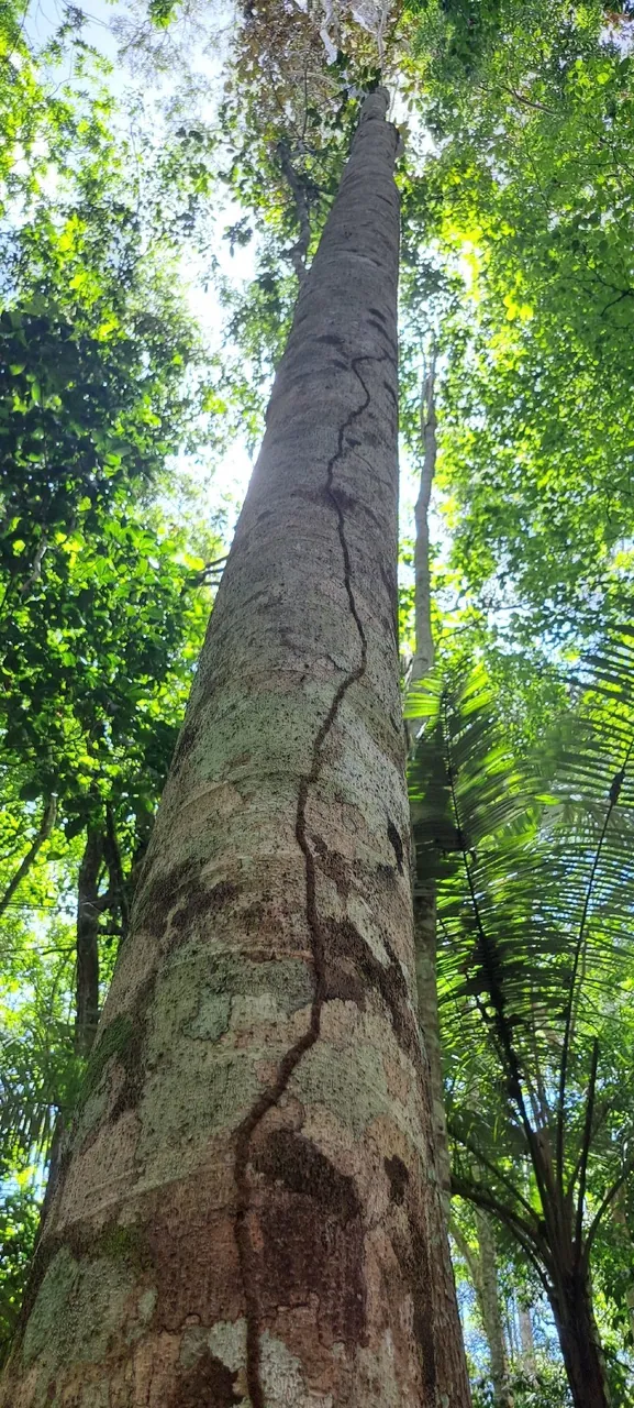 Foto de Mandiocão