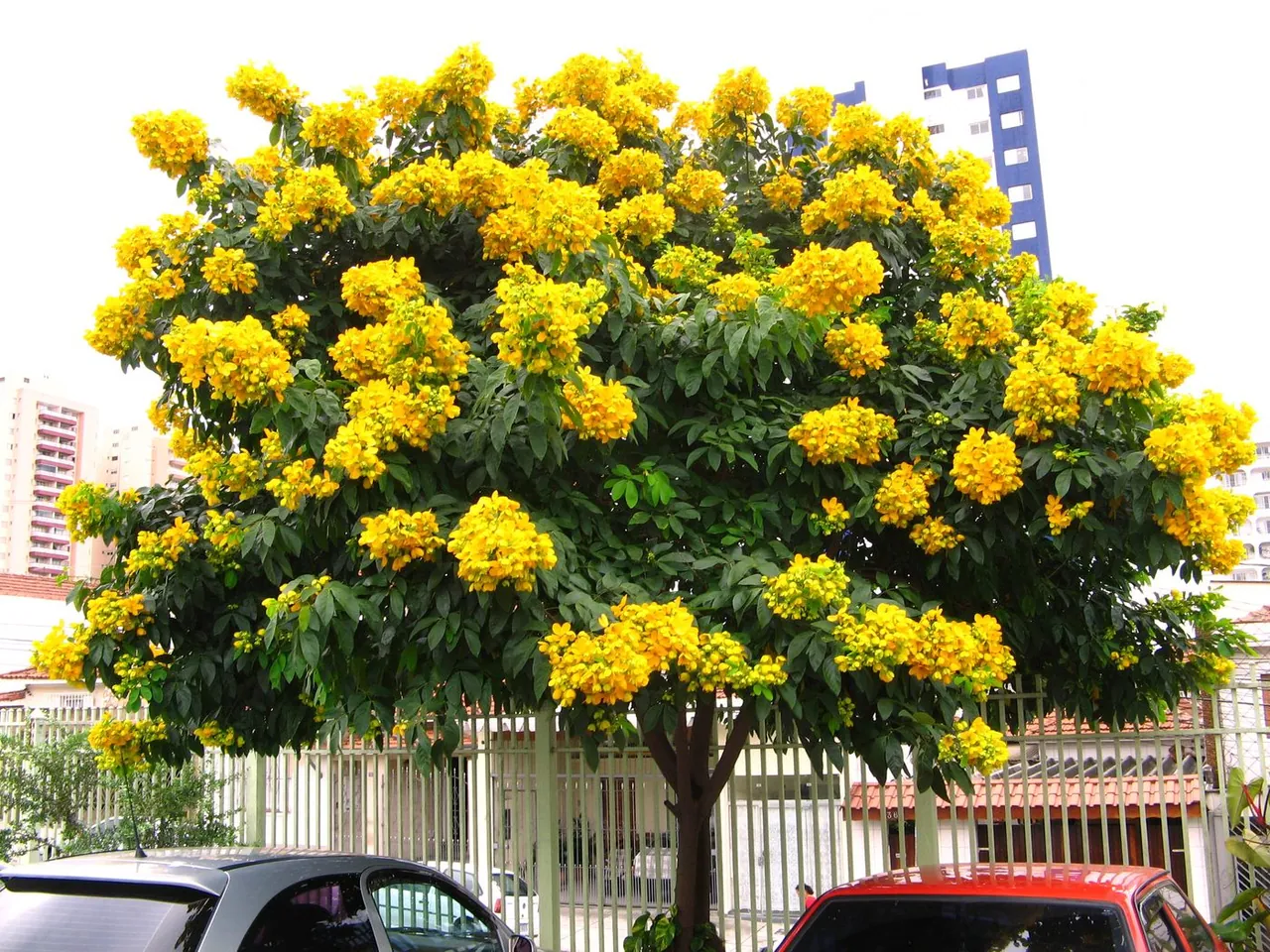 Foto de Manduirana