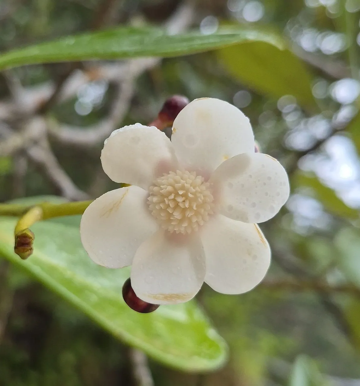 Foto de Mangue-formiga