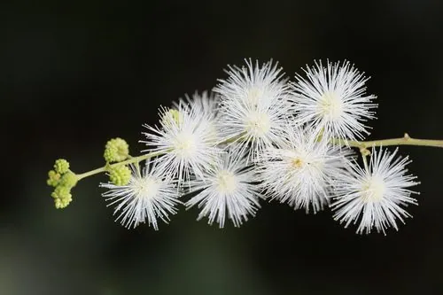 Foto de Maricá