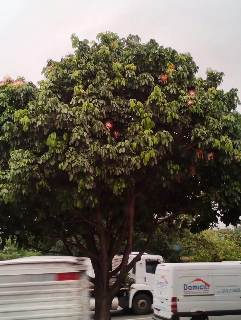 Foto de Munguba