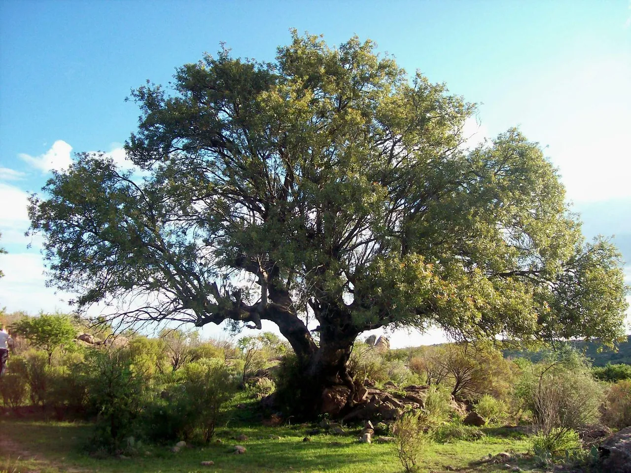 Foto de Murta