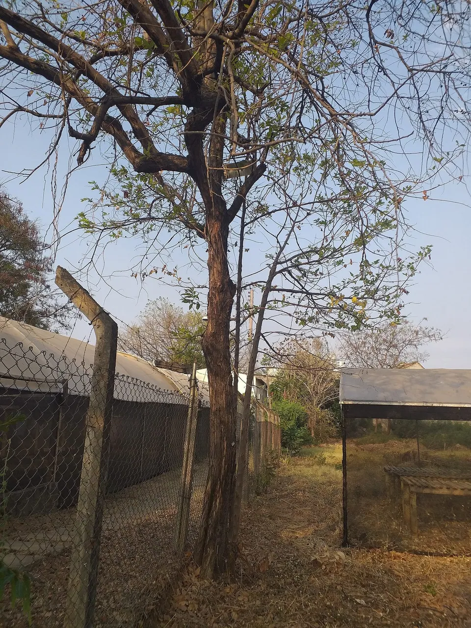 Foto de Mutamba