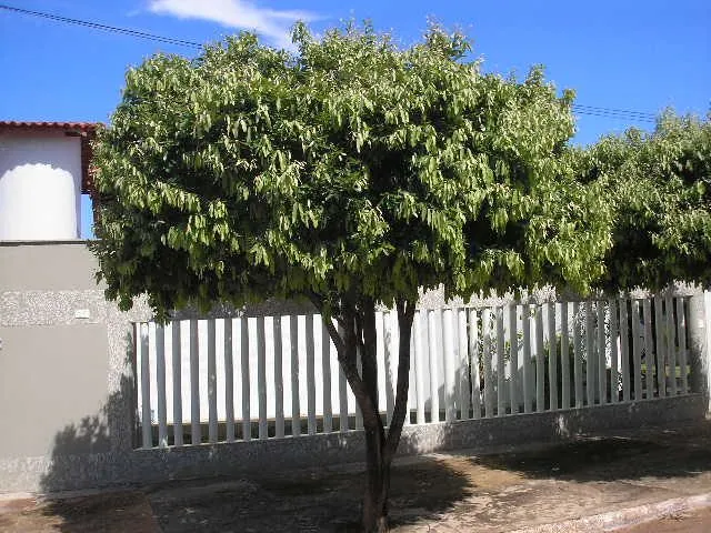 Foto de Oiti