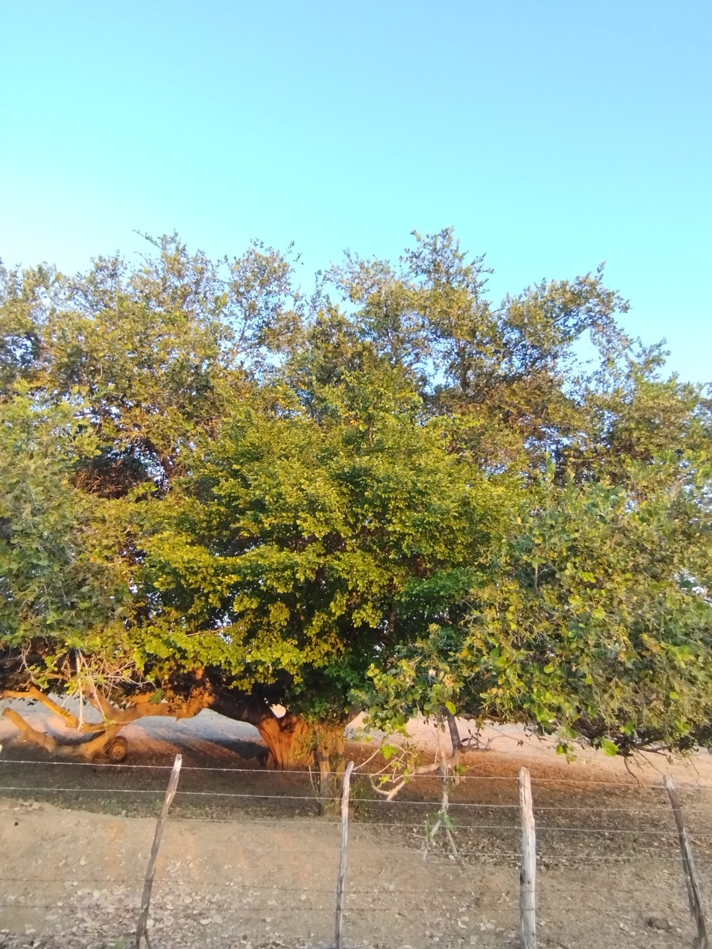 Foto de Oiticica
