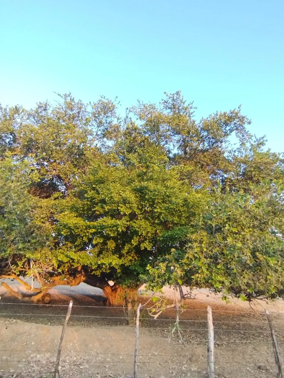 Foto de Oiticica