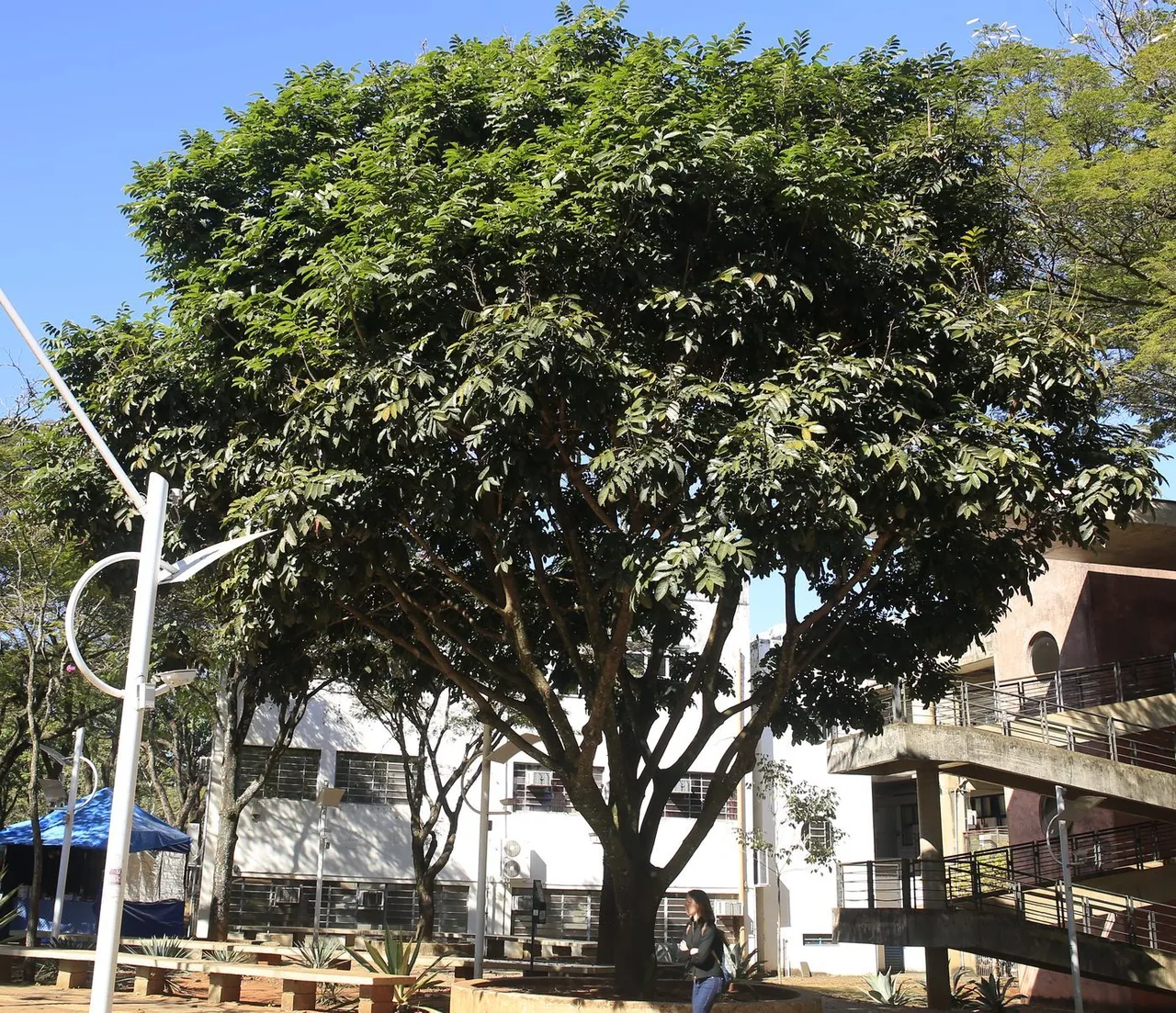 Foto de Olho-de-cabra