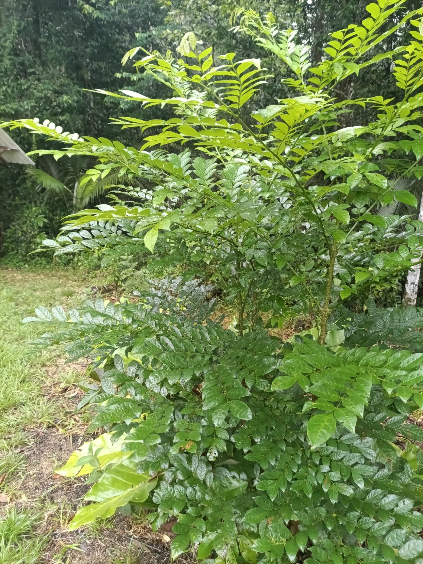 Foto de Parapará