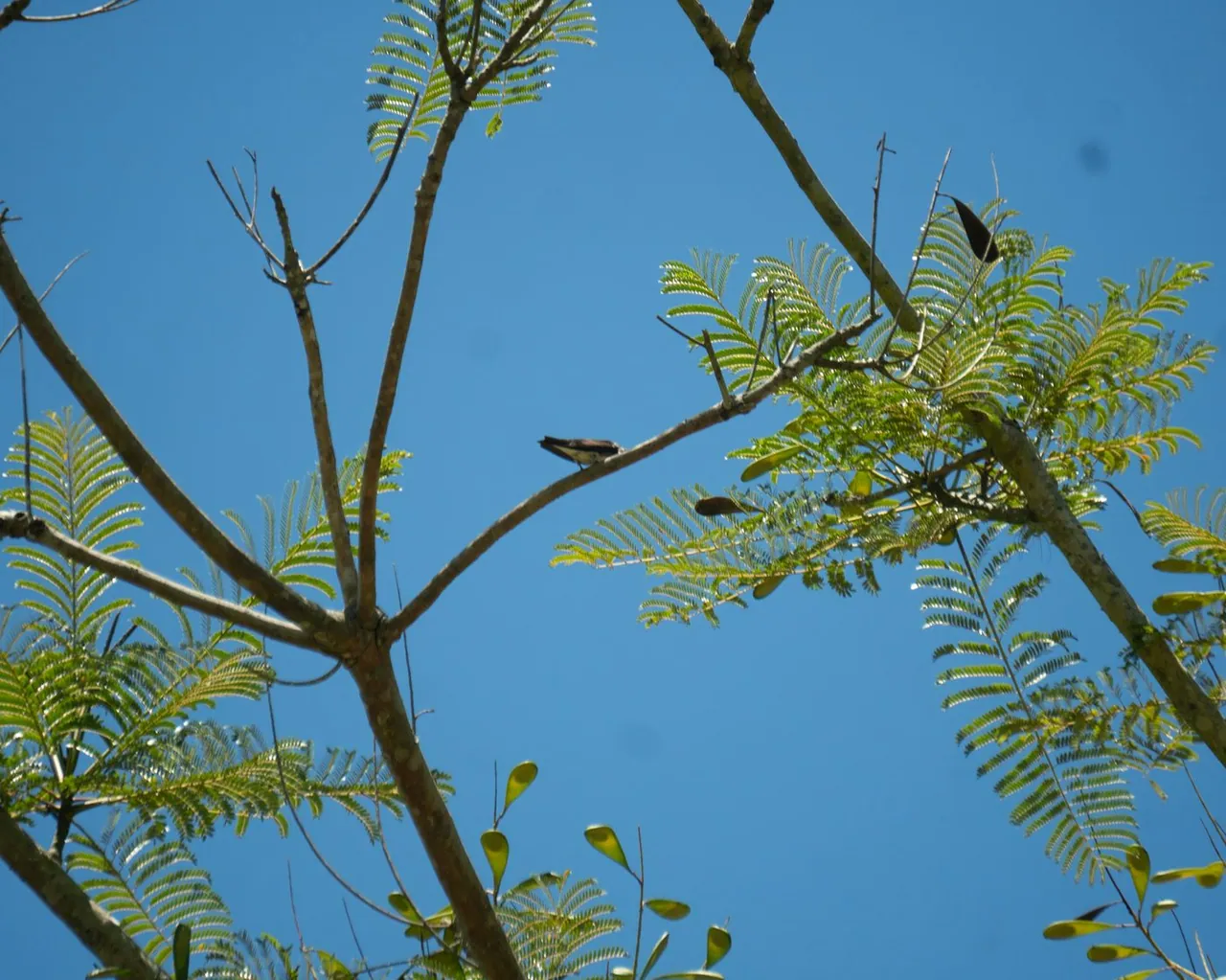 Foto de Paricá