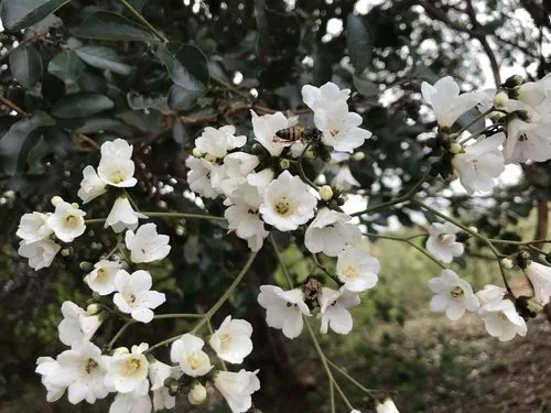 Foto de Pau-branco