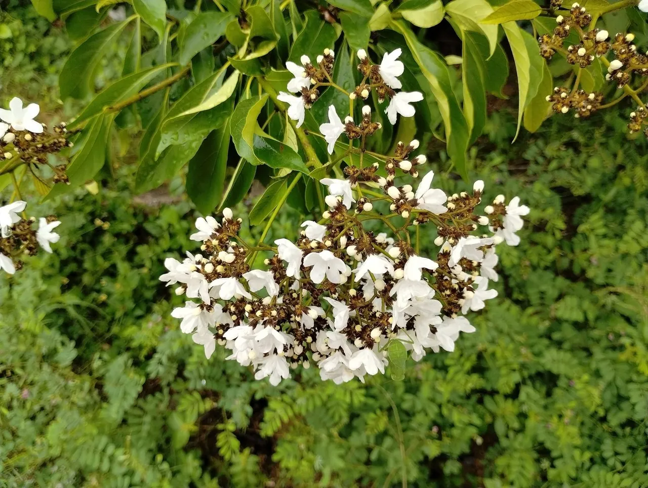 Foto de Pau-branco-do-sertão