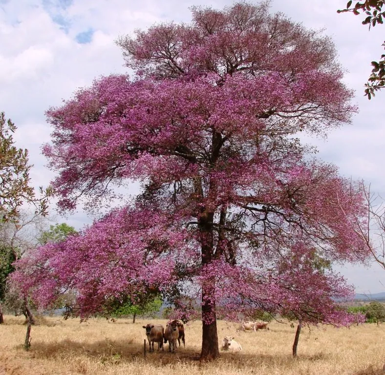 Foto de Pau-de-rosas