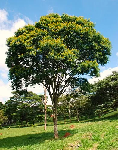 Foto de Pau-ferro