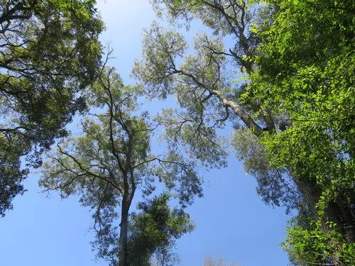 Foto de Pau-ferro-do-sul