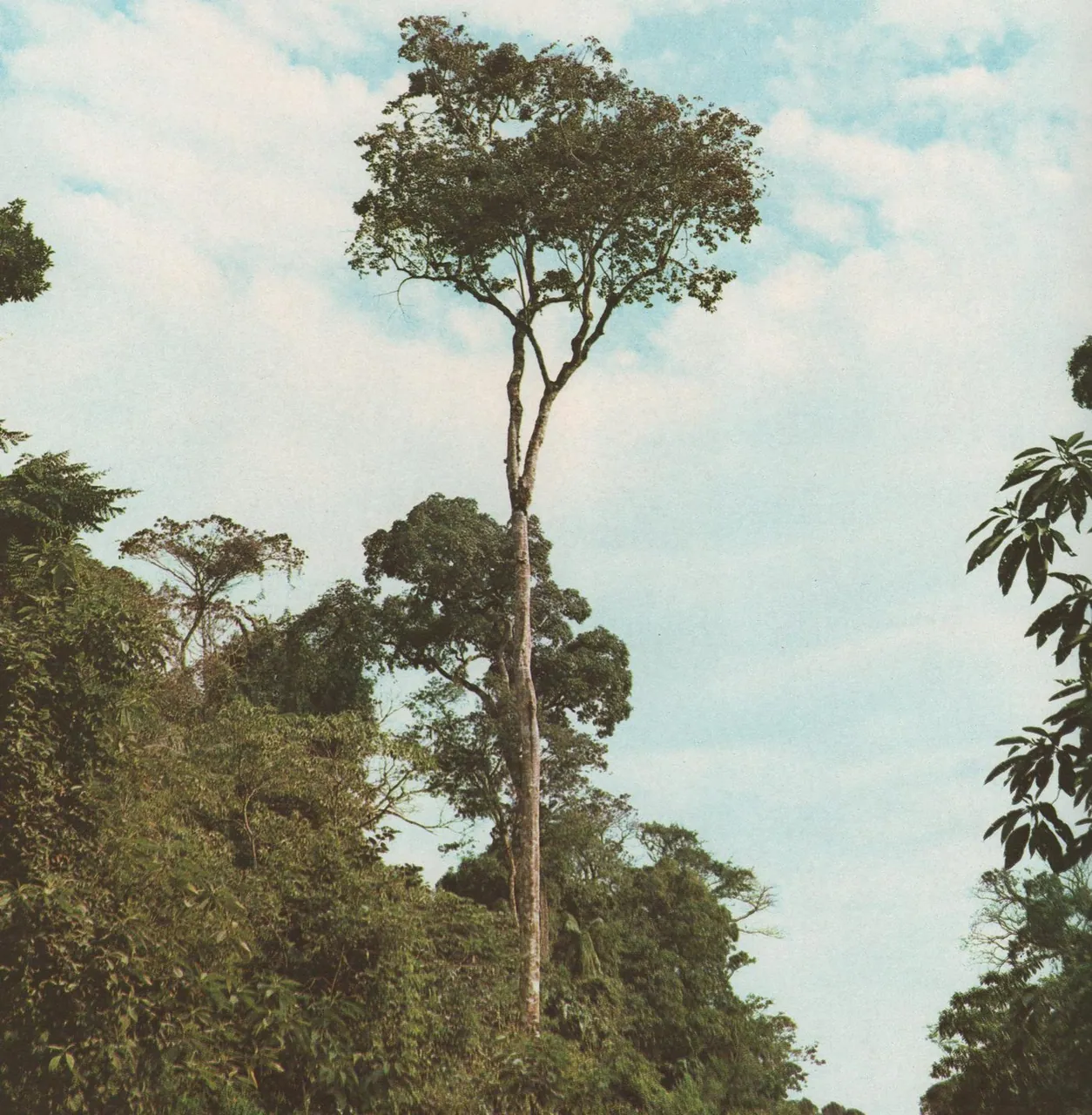Foto de Pau-marfim