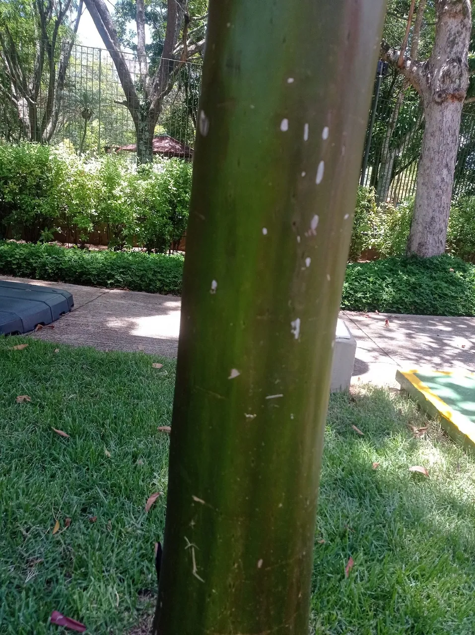 Foto de Pau-mulato
