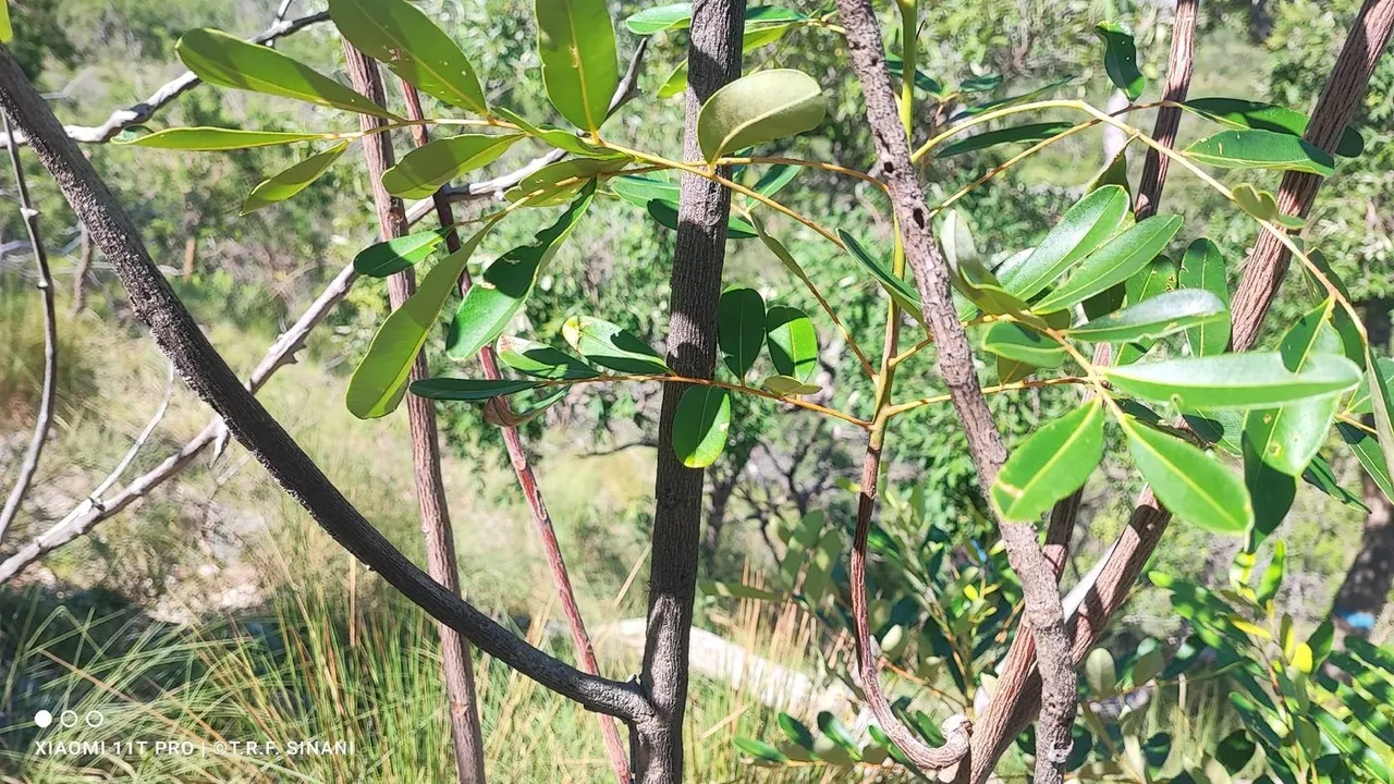 Foto de Pau-paraíba