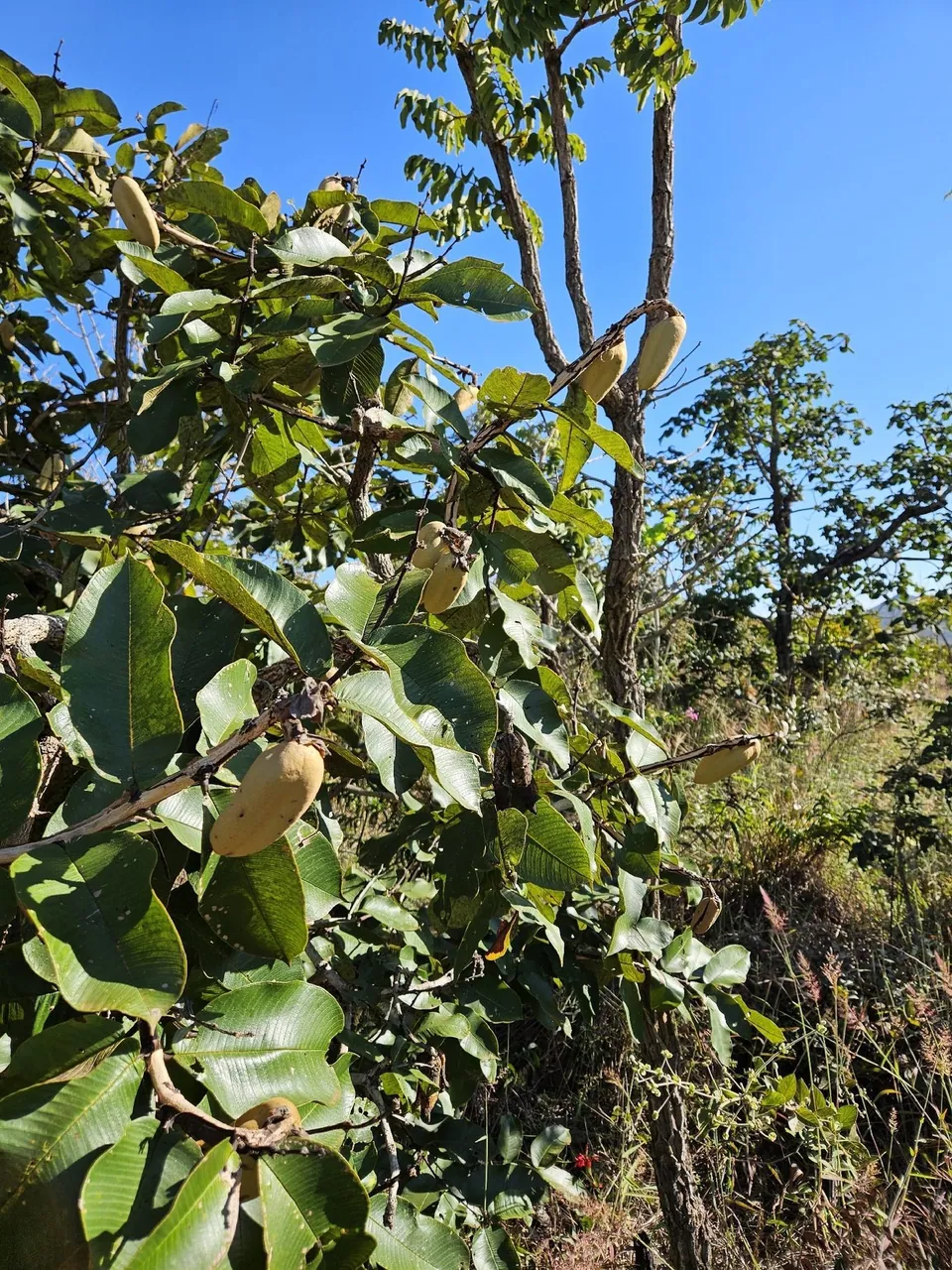 Foto de Pau-terra-grande