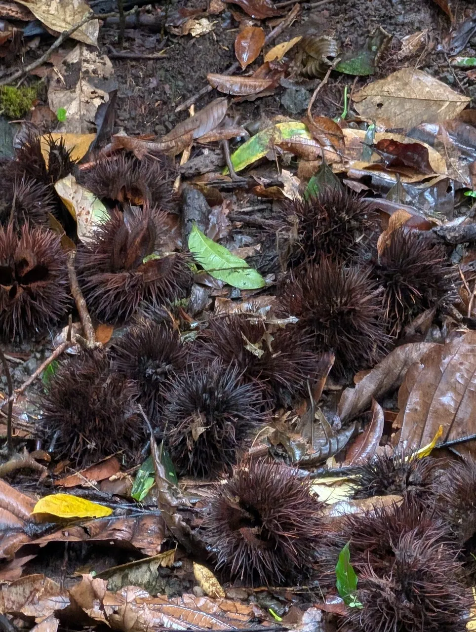 Foto de Pente-de-macaco
