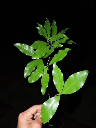 Foto de Peroba-vermelha