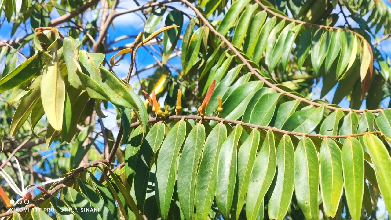 Foto de Pimenta-de-macaco