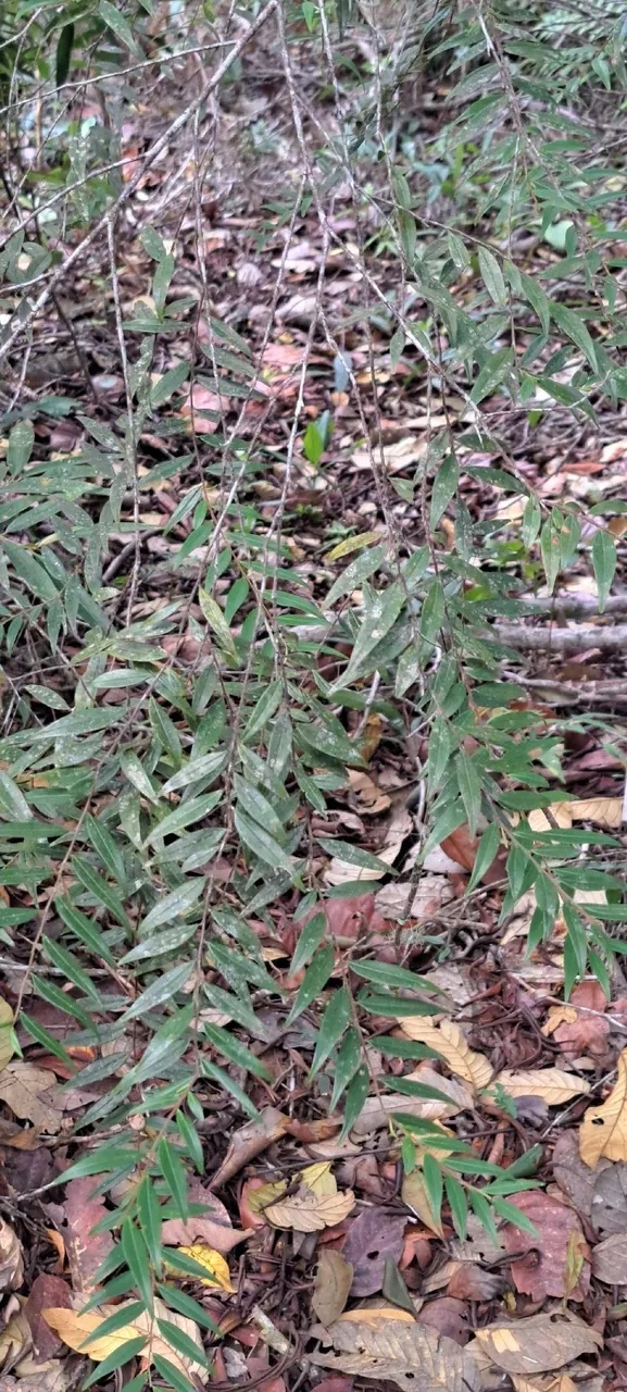 Foto de Pindaíba