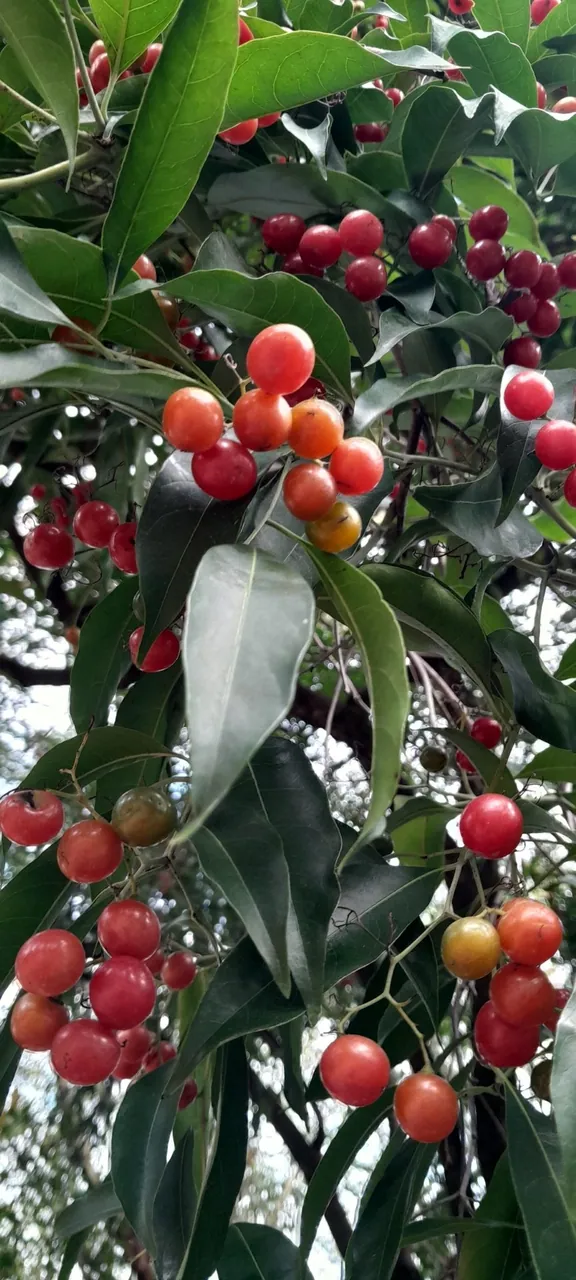 Foto de Porangaba