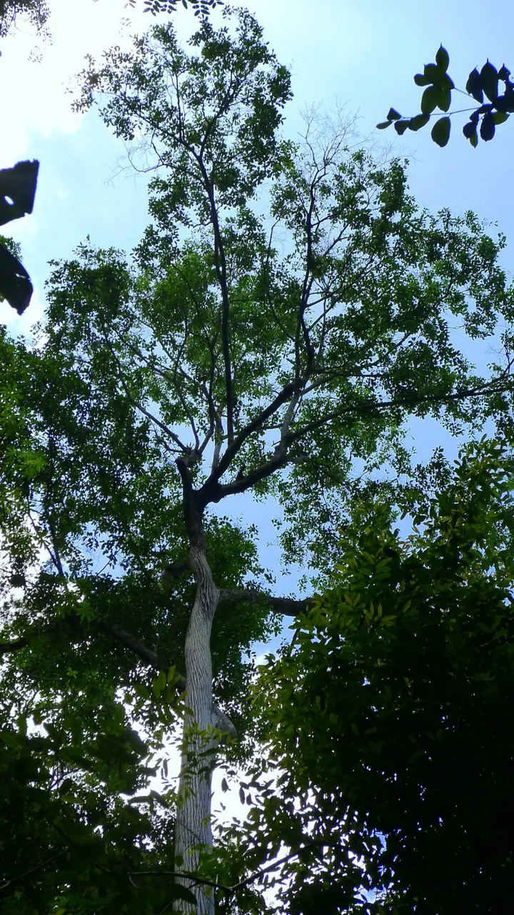Foto de Sapucaia