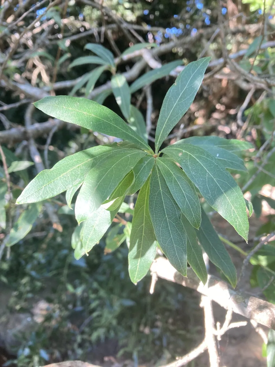 Foto de Sarandi