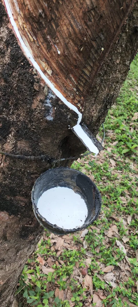 Foto de Seringueira