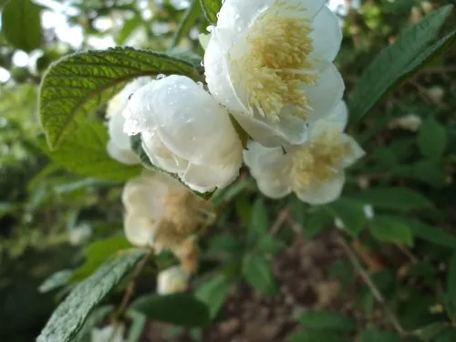 Foto de Sete-capotes