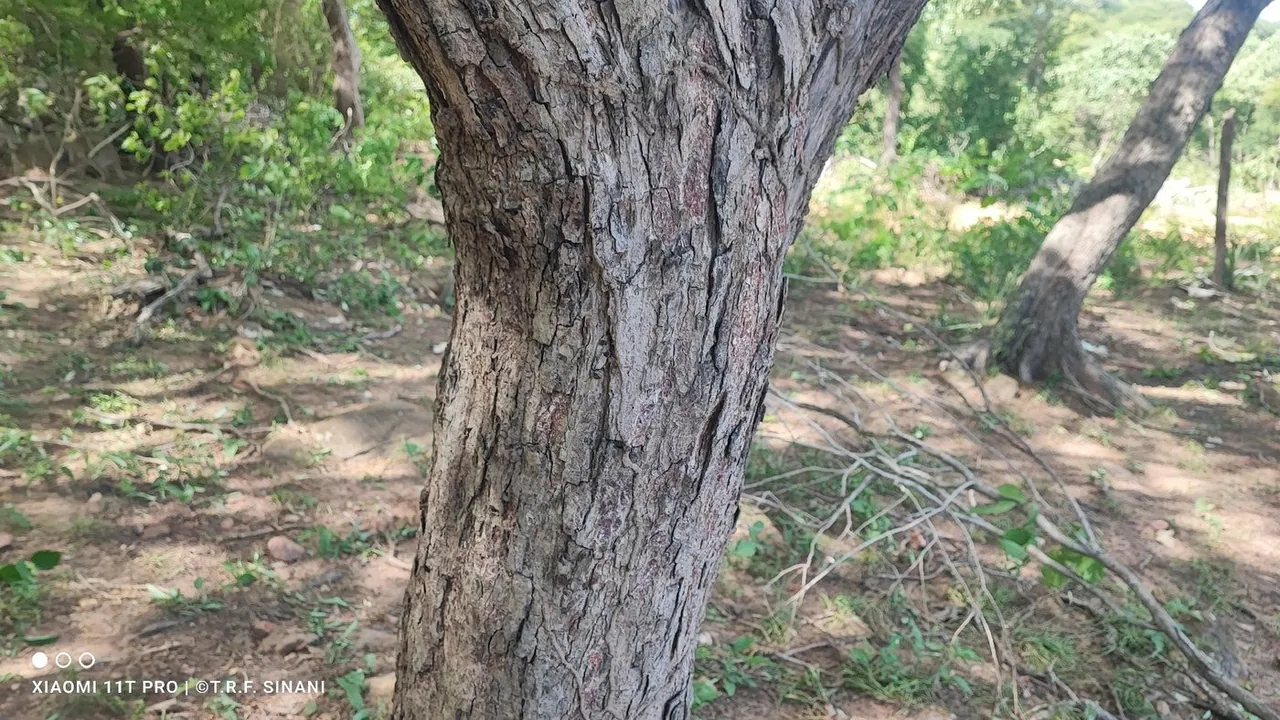 Foto de Sibipiruna