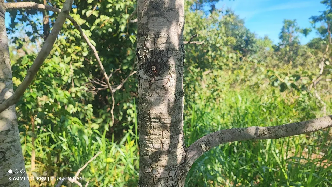 Foto de Sucupira
