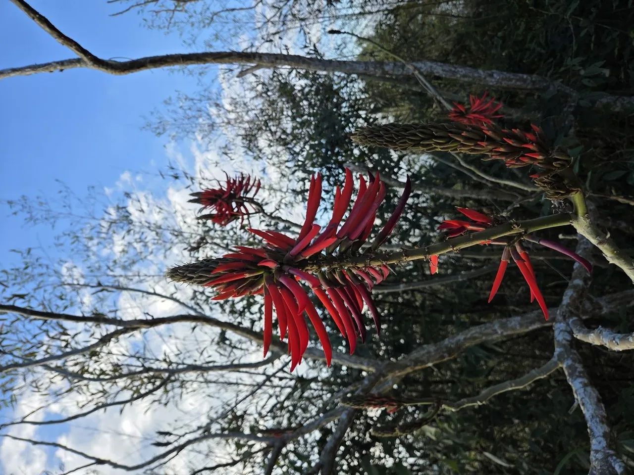 Foto de Suinã