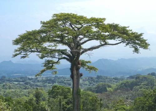 Foto de Sumaúma