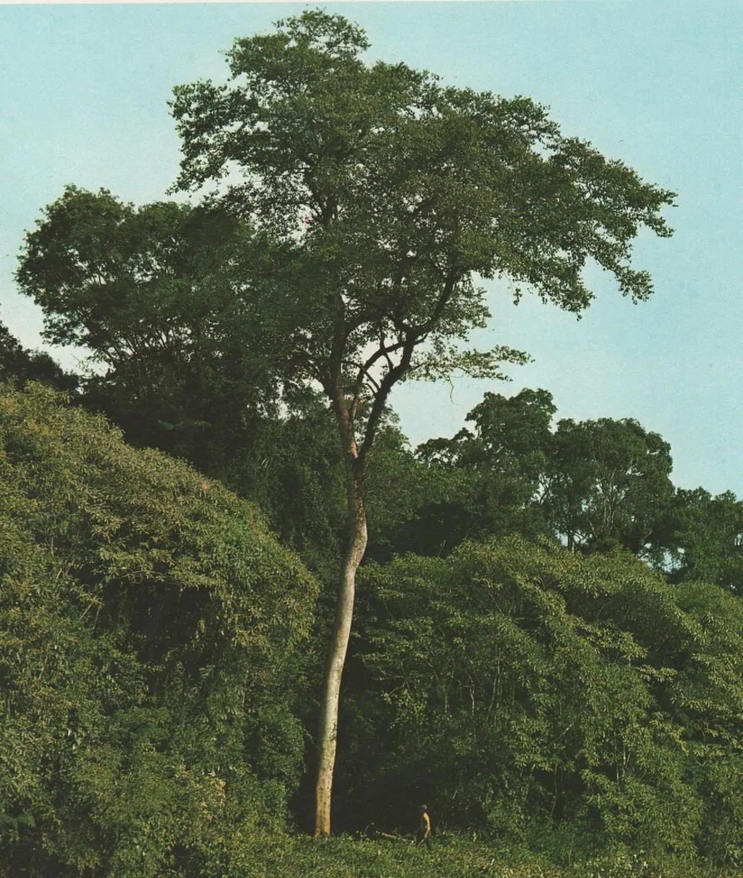Foto de Taiúva