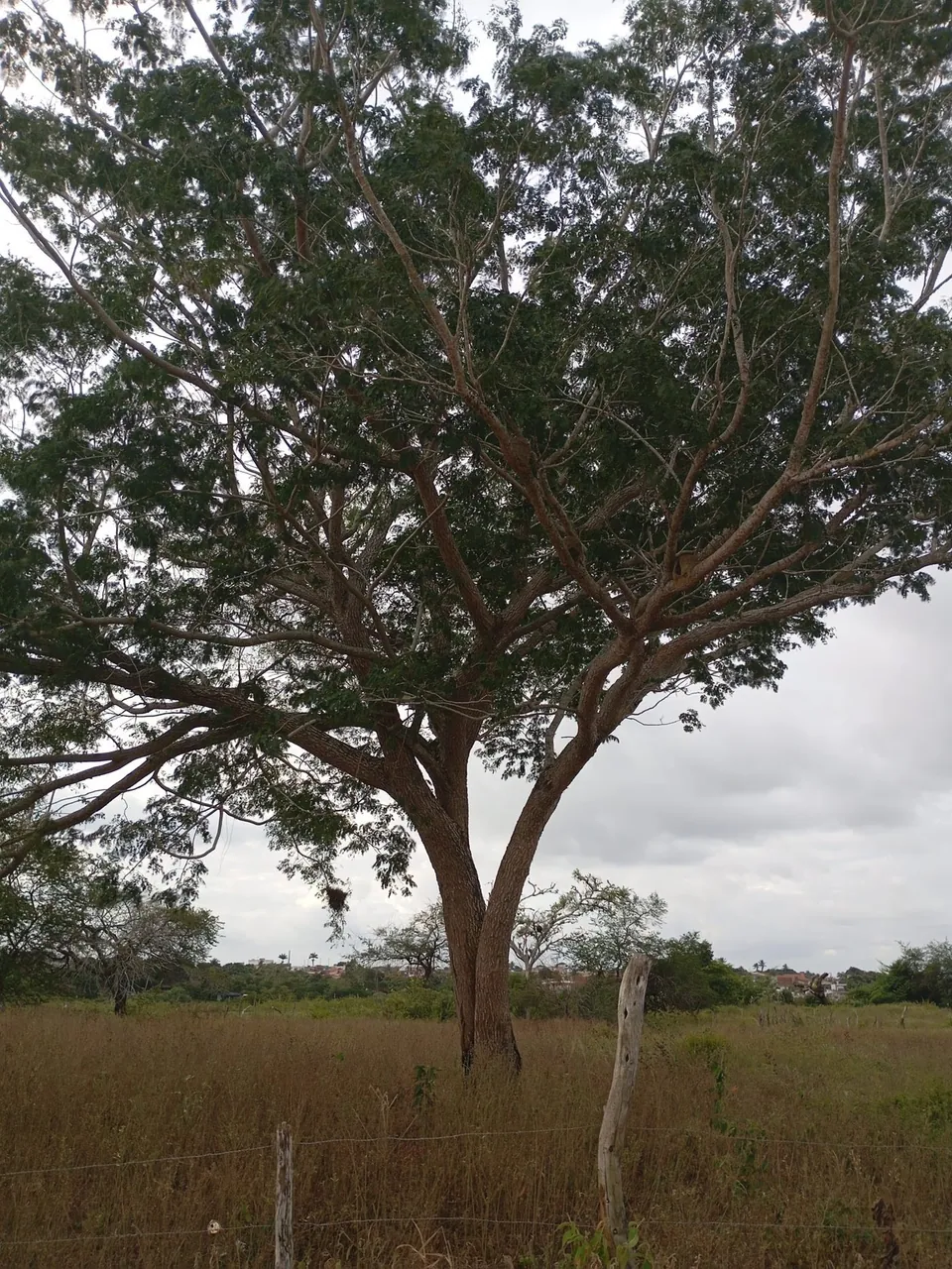Foto de Tamboril