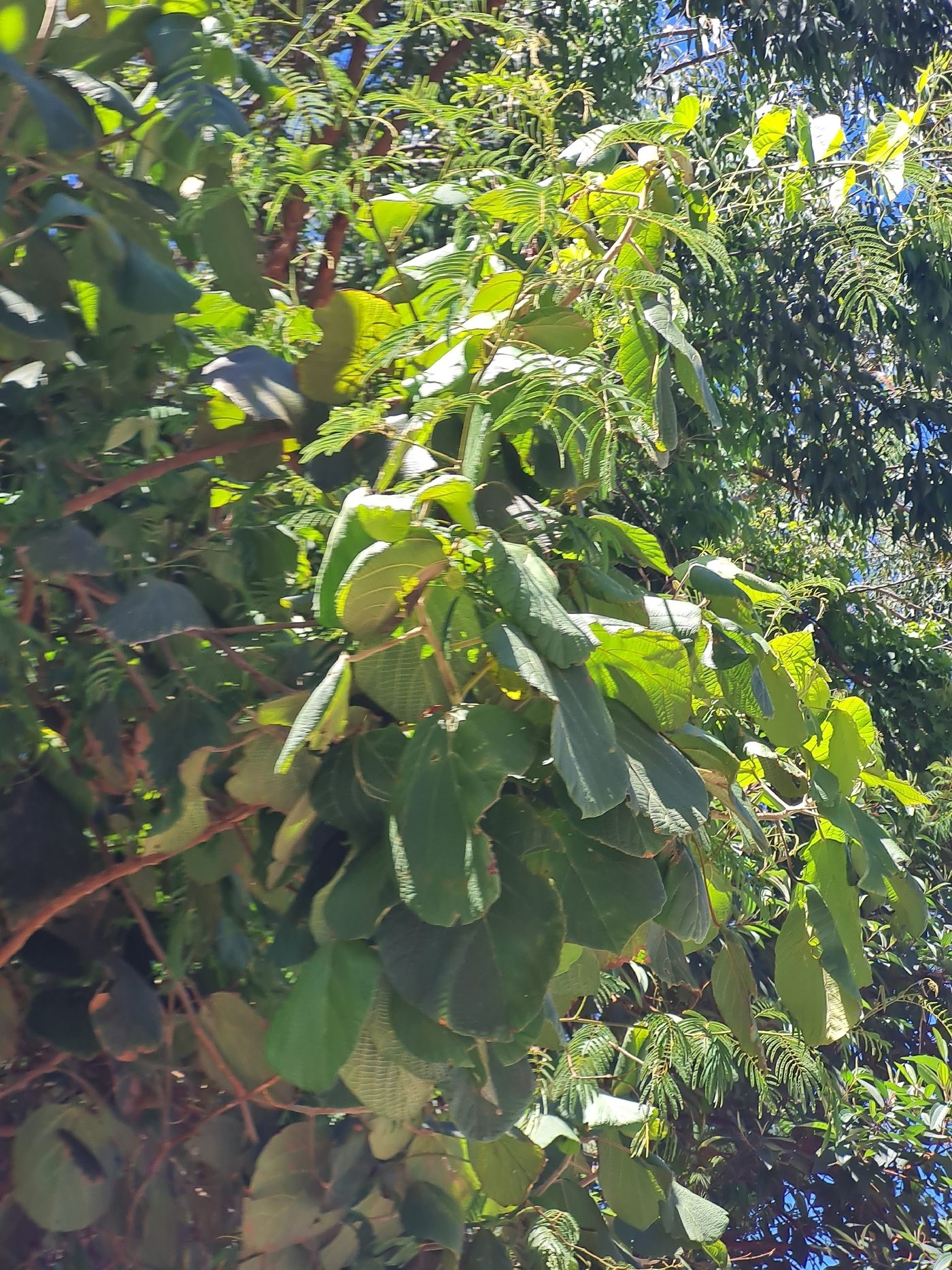 Foto de Tapiá-açu