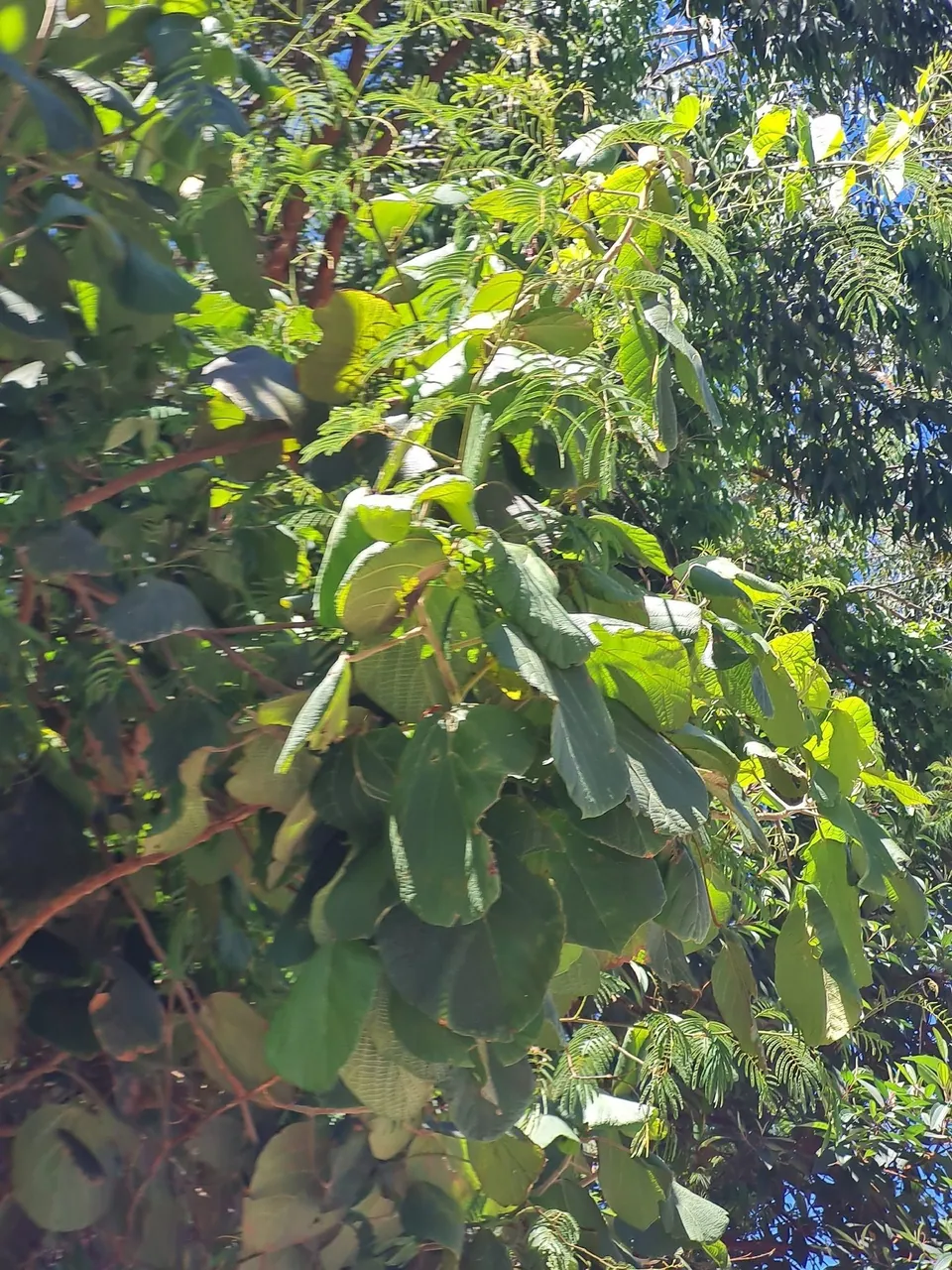 Foto de Tapiá-açu