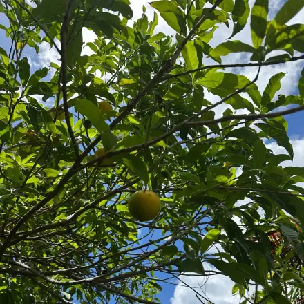 Foto de Abiu