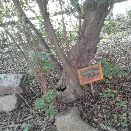 Foto de Aguaí-da-serra