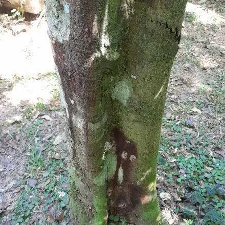 Foto de Alecrim