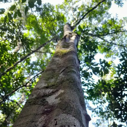 Foto de Alecrim