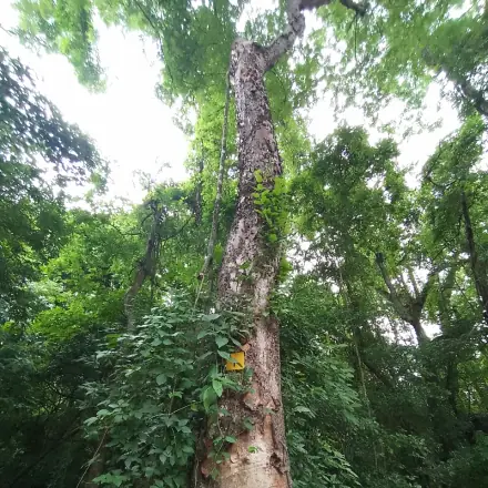 Foto de Amburana-de-cheiro