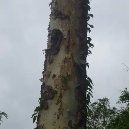 Foto de Amburana-de-cheiro