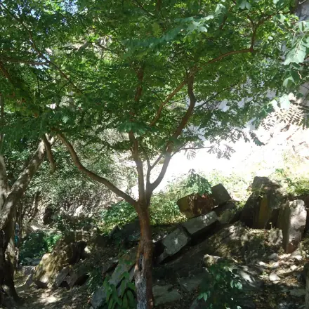 Foto de Amburana-de-cheiro