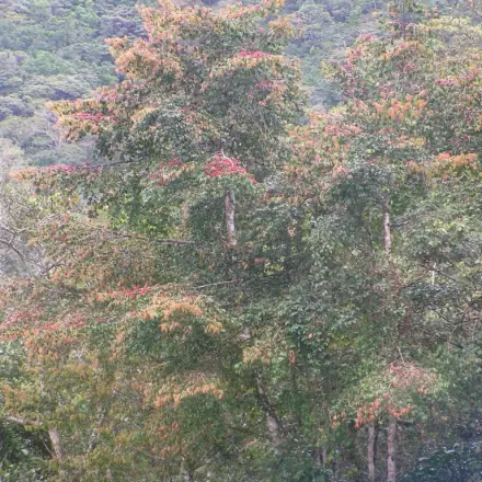 Foto de Anani